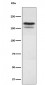 EHMT2 Antibody