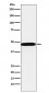 AHCY Antibody