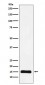 Histone H3 (mono methyl K9) Antibody