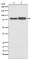 FACL4 Antibody