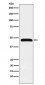 Caspase-1 Antibody