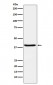 SerpinB3 Antibody