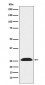 UCHL3 Antibody