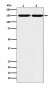 Collagen III Antibody