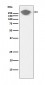 Fibronectin Antibody