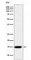 Histone H3 (formyl K122) Antibody