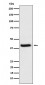 HFE Antibody