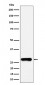 GSTO1 Antibody