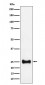 Adenylate kinase 4 Antibody