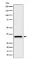 C1QBP Antibody