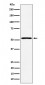 SAMM50 Antibody