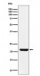 ITPA Antibody