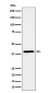 ADH4 Antibody