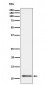 UQCRH Antibody