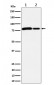 MMUT Antibody