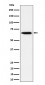 Sterol carrier protein 2 Antibody