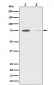 Phospho-TAK1 (S439) Antibody