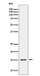 Phospho-Histone H3.3 (S31) Antibody