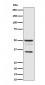 Bag1 Antibody