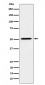 HNF-4-alpha Antibody