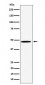 HIF Prolyl Hydroxylases Antibody