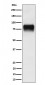 CD44 Antibody