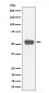 MEF2A Antibody