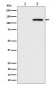 Phospho-CBL (S669) Antibody