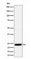 RAB5C / RABL Antibody