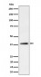 FDPS Antibody