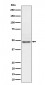 Nck2 Antibody