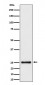 HMG4 Antibody