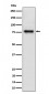 Cip4 Antibody