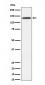 R Cadherin Antibody