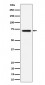 BLNK Antibody