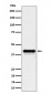 Wnt16 Antibody