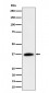 RASSF2 Antibody