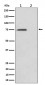 Phospho-eIF4B (S406) Antibody