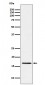 RBM3 Antibody