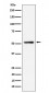 NUP50 Antibody