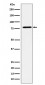 EXOC3 Antibody