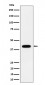 ACADS / SCAD Antibody