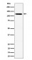 KIF5B Antibody