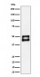 JNK1 Antibody