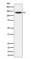 TRIM24 Antibody