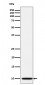 NDUFA1 Antibody