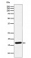 SFT Antibody