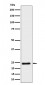 Mras Antibody