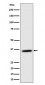 MDH2 Antibody