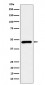 CECR5 Antibody